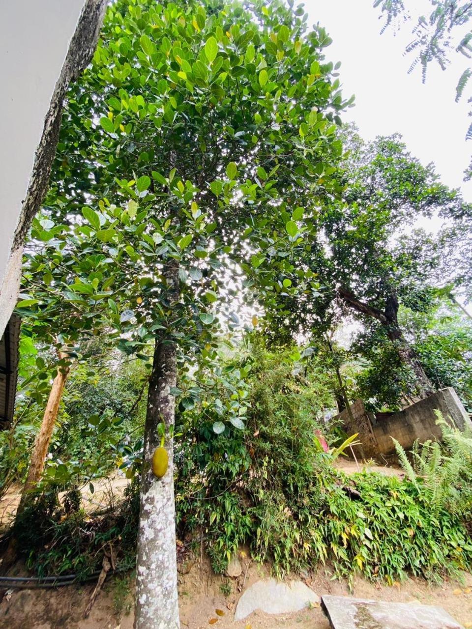 The Hobbit Cottage-Ella Ngoại thất bức ảnh